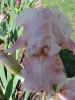 Aunt Hank - Gayner 2002.jpg (46323 bytes)