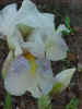 Flirty White Skirts - Helsley.jpg (33408 bytes)