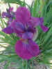 Magenta Moment - Nicodemus.jpg (59025 bytes)