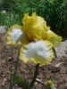 Sunshine & Snow.jpg (62424 bytes)