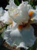 Tropical Glory2 - Nicodemus.jpg (36068 bytes)