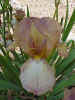 Wistful Wisteria - Honey.jpg (59952 bytes)