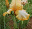 Amelia Mueller iris